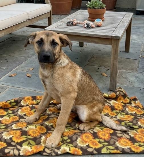 **RUE**, Adoptable, Puppy Female Shepherd.