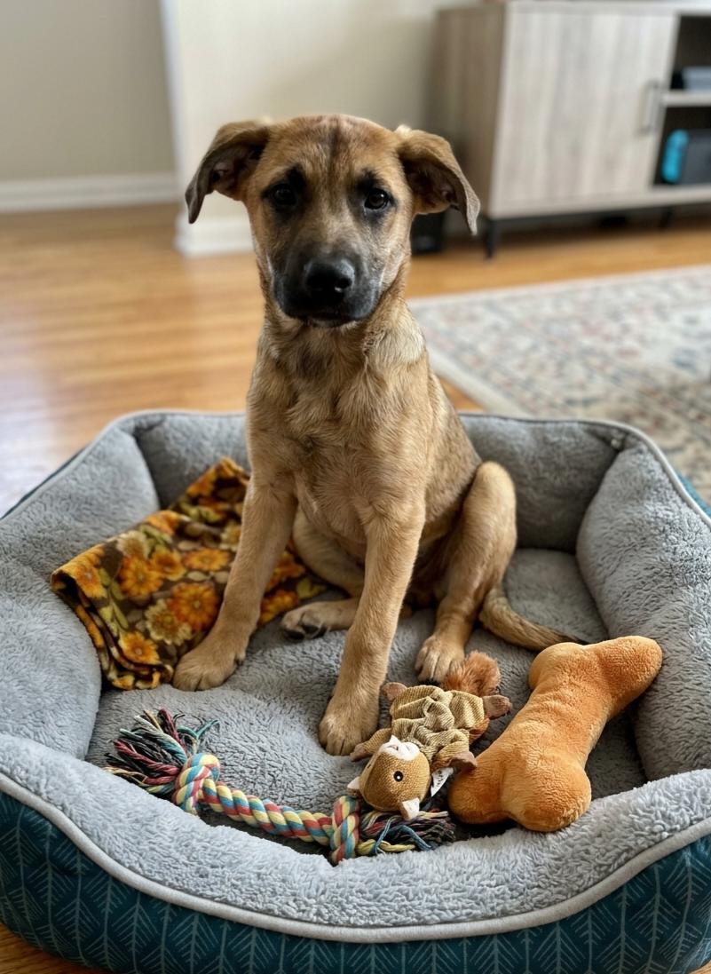 Enlarge **RUE**, a Adoptable Shepherd in North Prairie, WI image 2/2