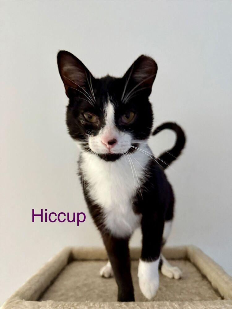 Hiccup, Adoptable, Young Male Domestic Short Hair.