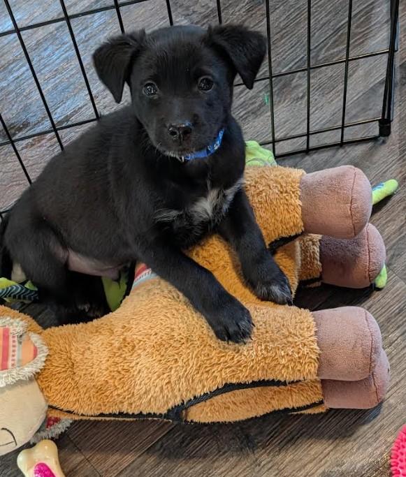 Enlarge Gus, a Adoptable mixed breed in Rochester, MN image 1/4