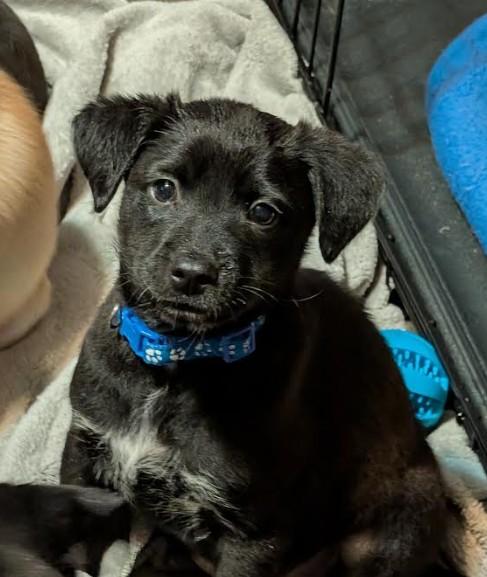 Enlarge Gus, a Adoptable mixed breed in Rochester, MN image 3/4