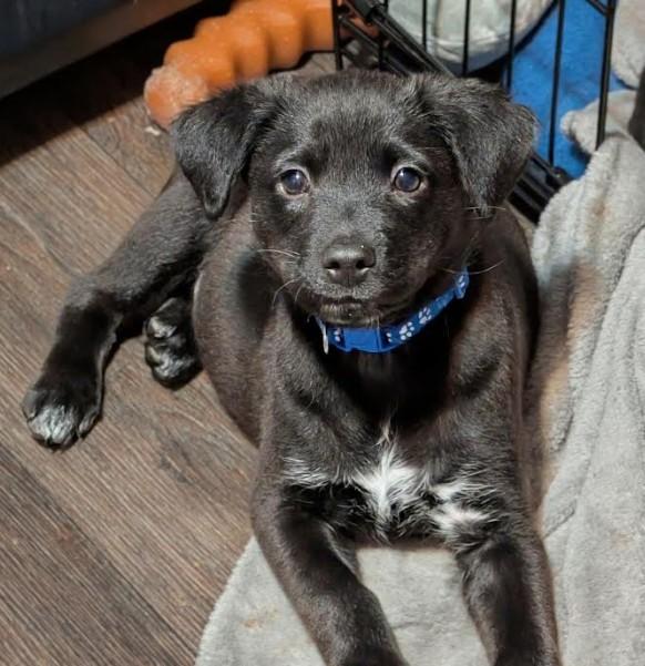 Enlarge Gus, a Adoptable mixed breed in Rochester, MN image 2/4