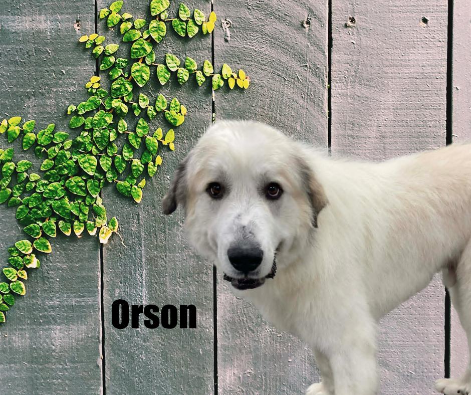 Enlarge Orson, a ADOPTABLE Great Pyrenees in Marshville, NC image 1/3