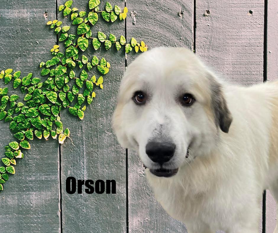 Enlarge Orson, a ADOPTABLE Great Pyrenees in Marshville, NC image 2/3