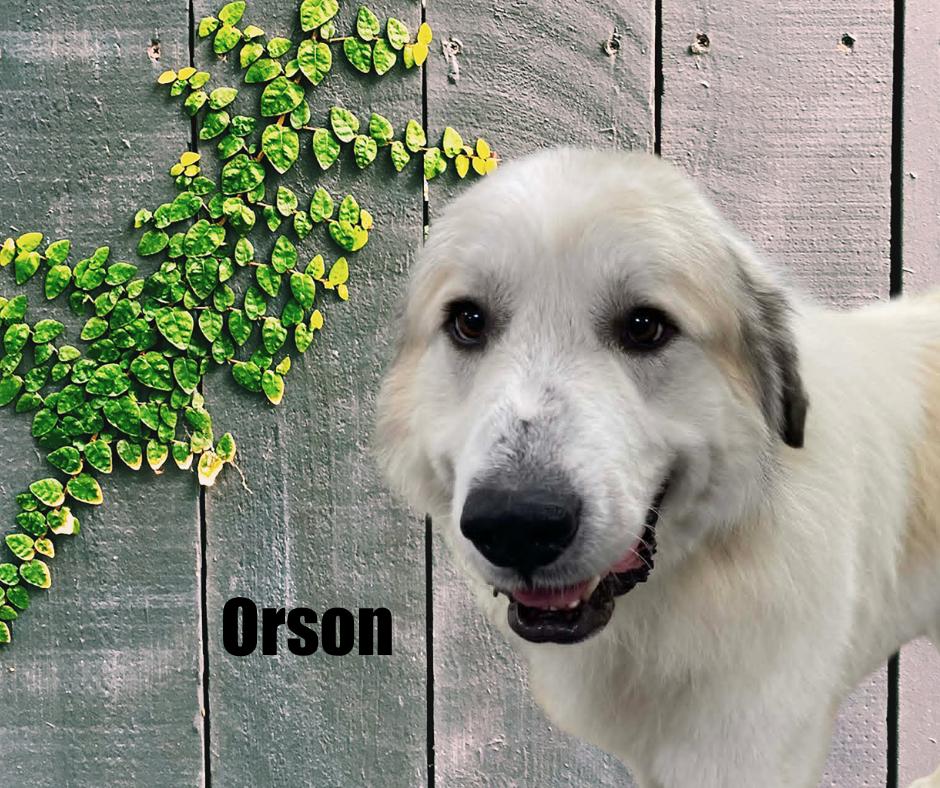 Enlarge Orson, a ADOPTABLE Great Pyrenees in Marshville, NC image 3/3