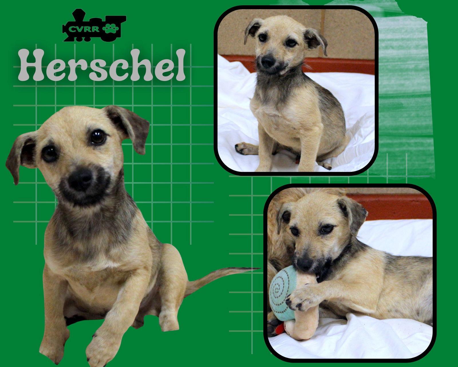 Herschel thumbnail 2