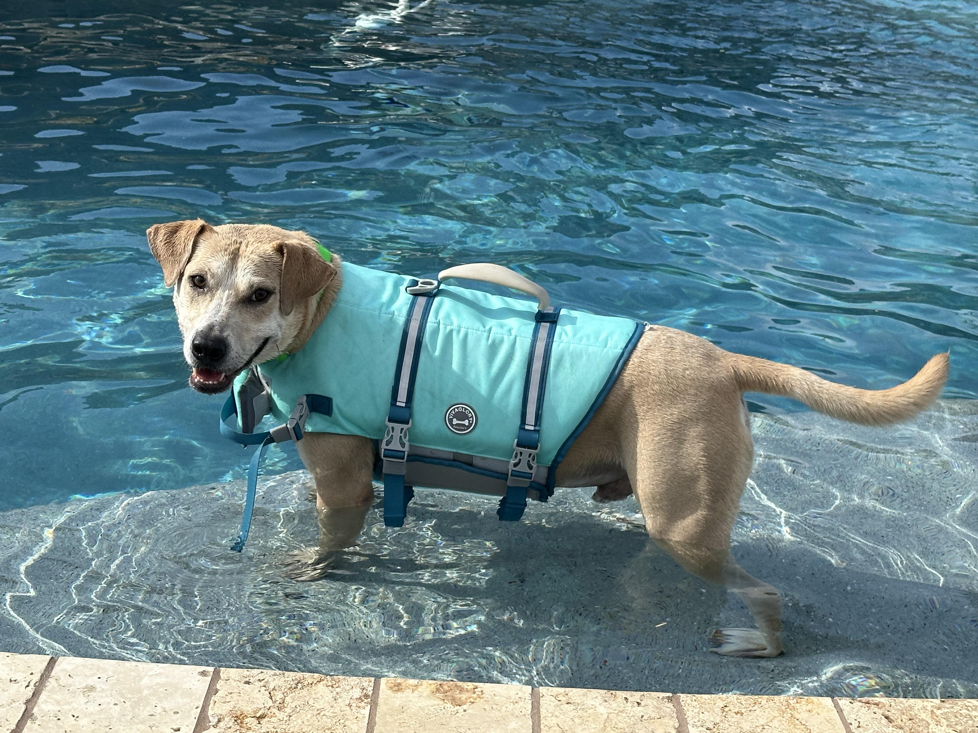 Logan, a Adoptable mixed breed in Austin, TX image 6/6