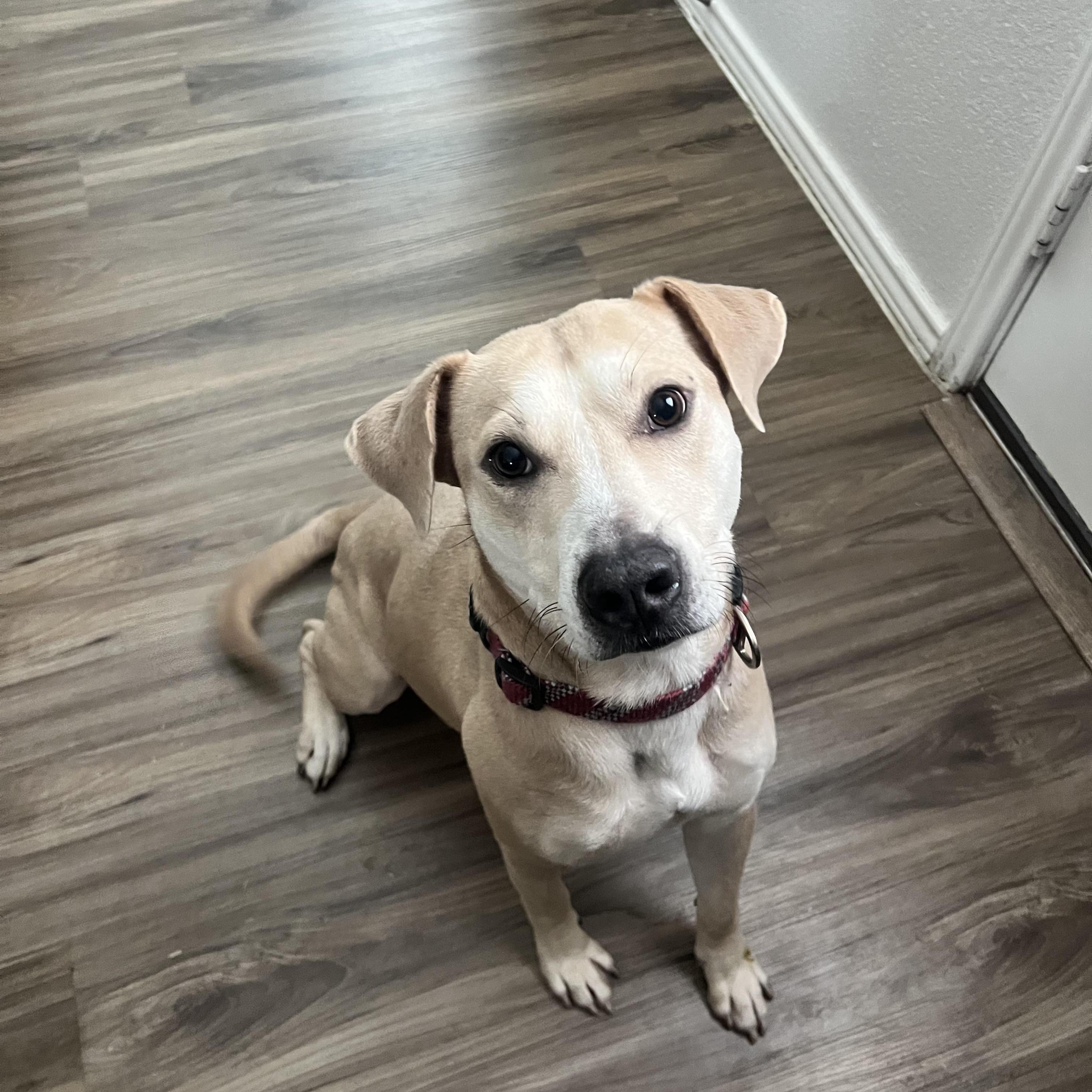 Logan, a Adoptable mixed breed in Austin, TX image 3/6