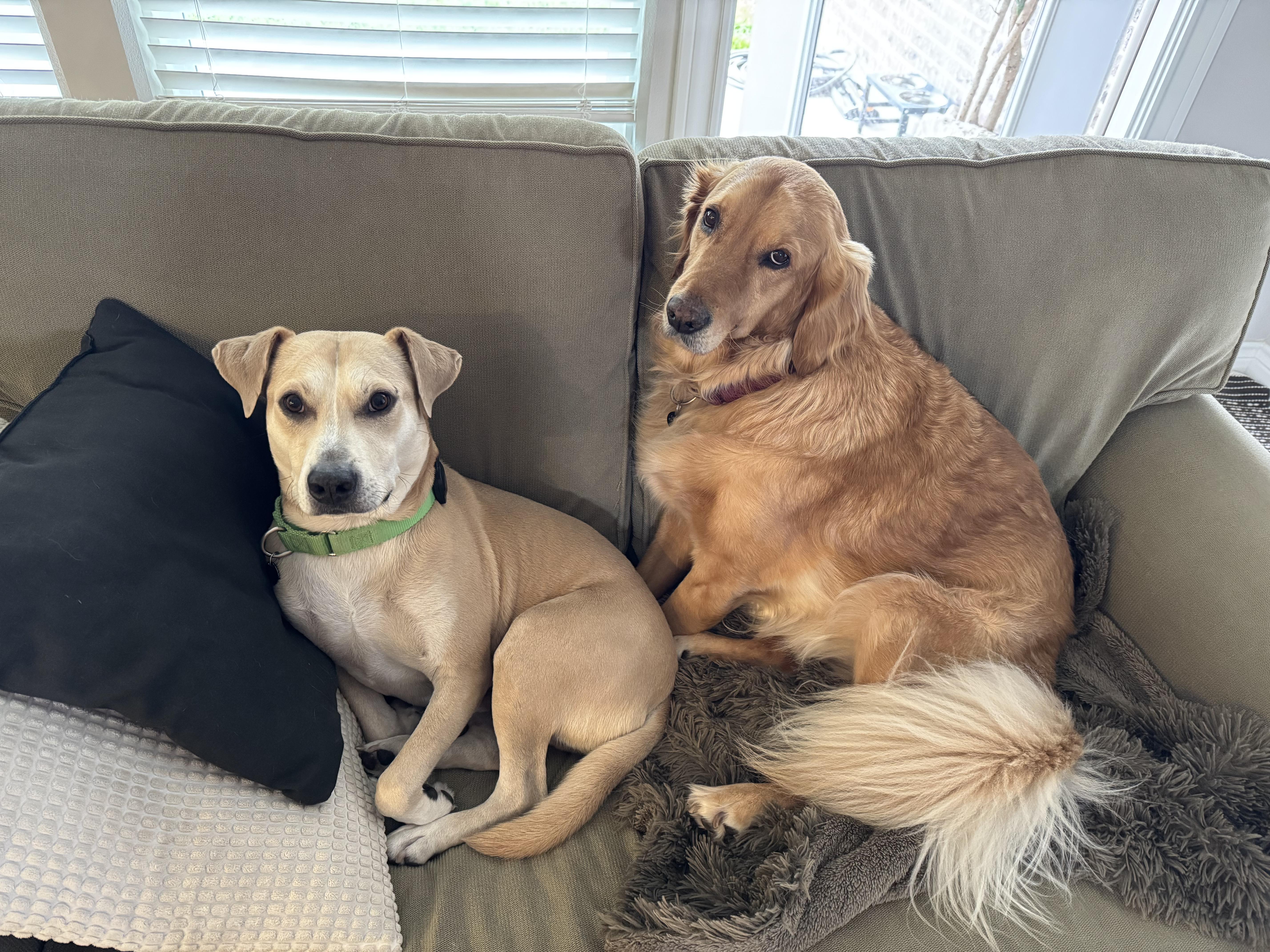 Logan, a Adoptable mixed breed in Austin, TX image 2/6