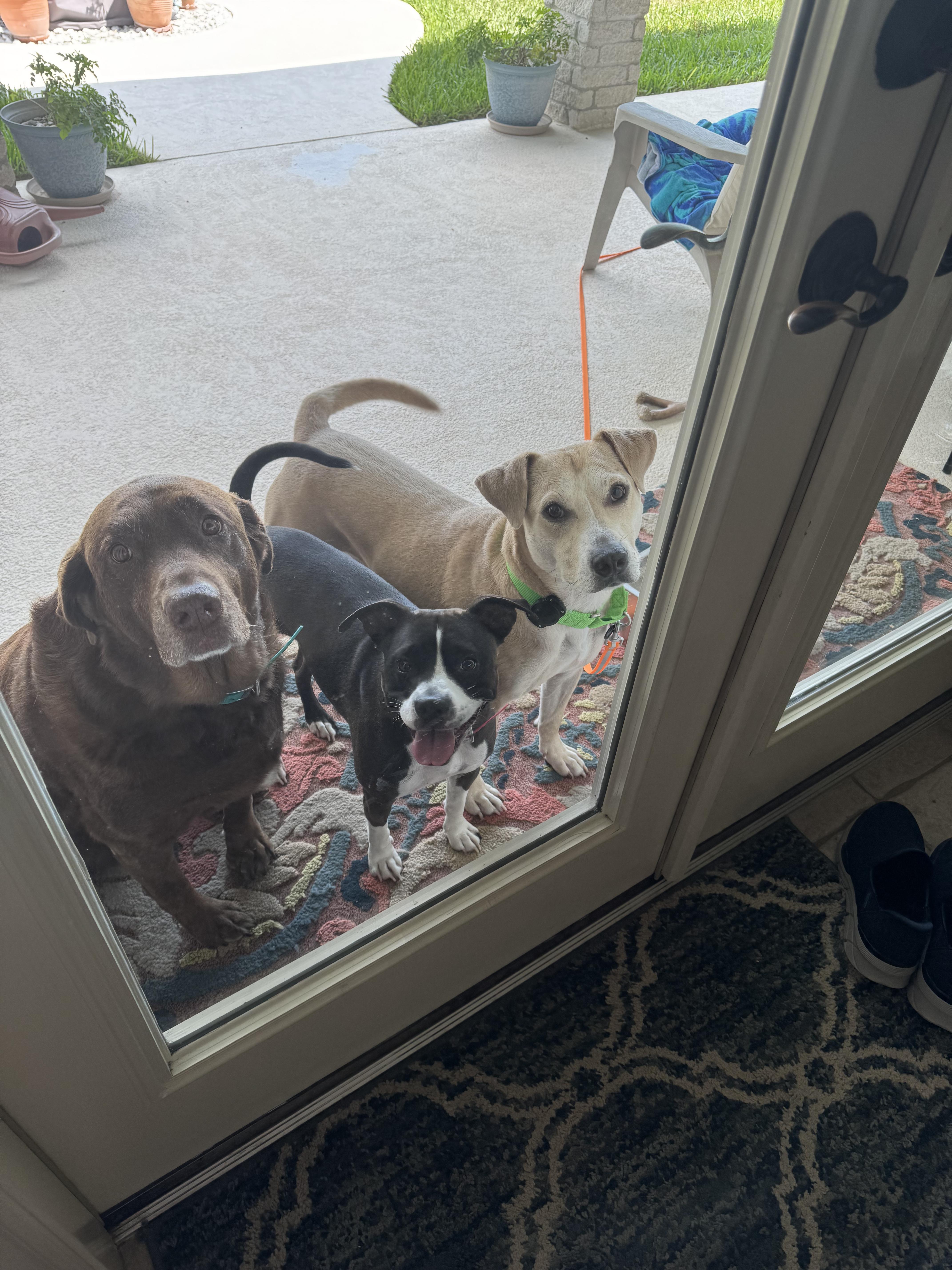 Logan, a Adoptable mixed breed in Austin, TX image 4/6