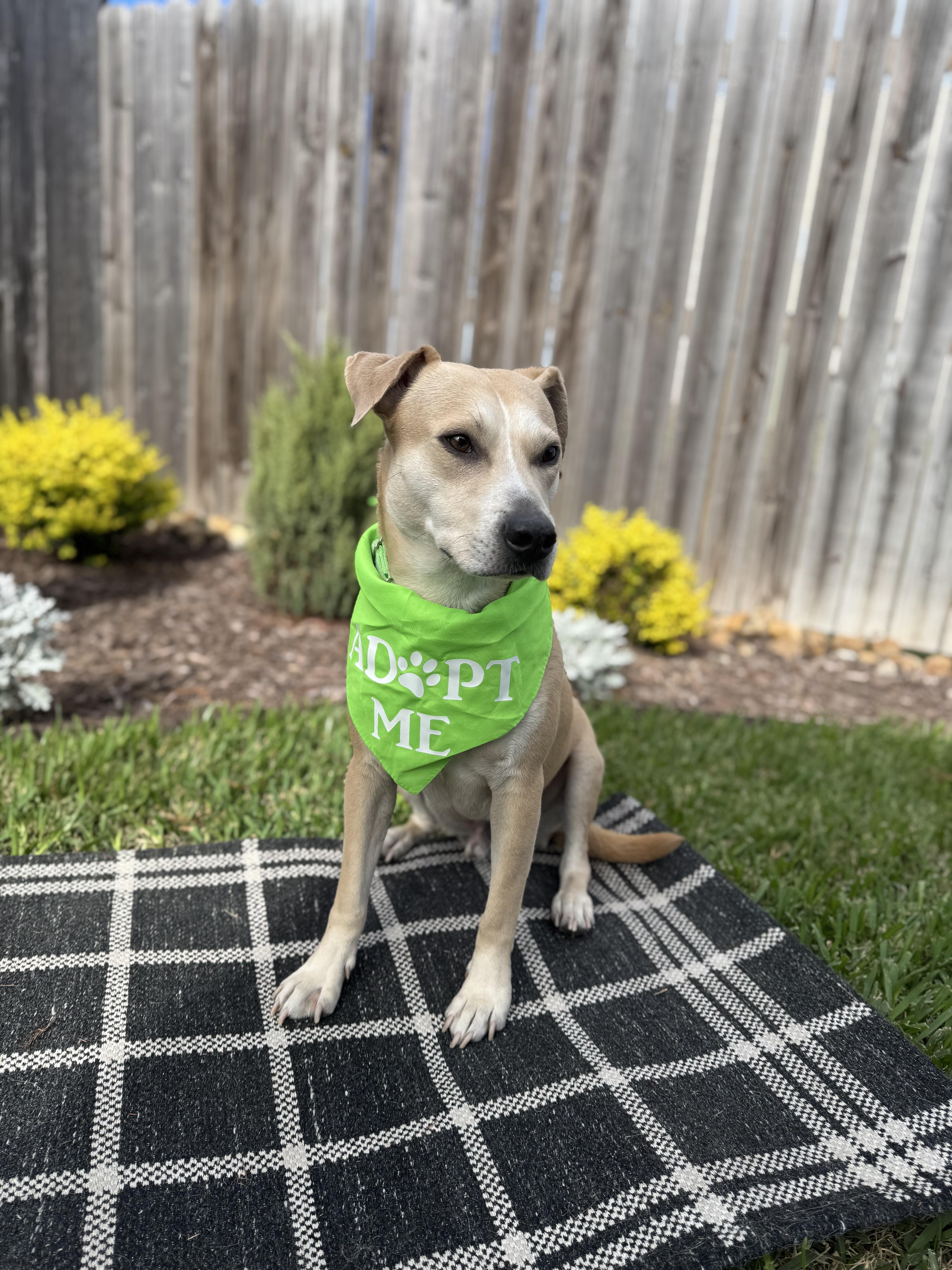 Logan, Adoptable, Adult Male Yellow Labrador Retriever & Terrier.