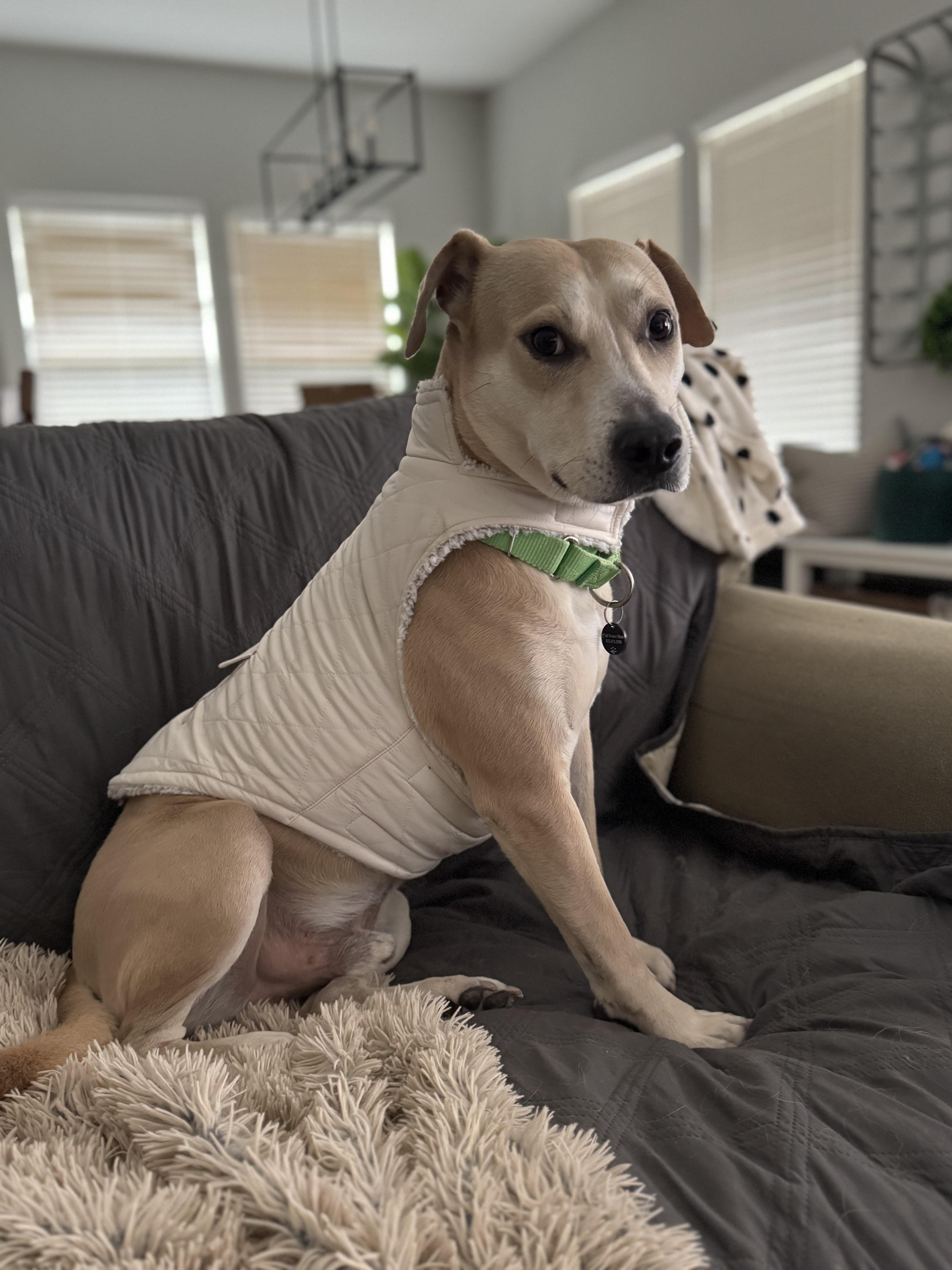 Logan, a Adoptable mixed breed in Austin, TX image 5/6