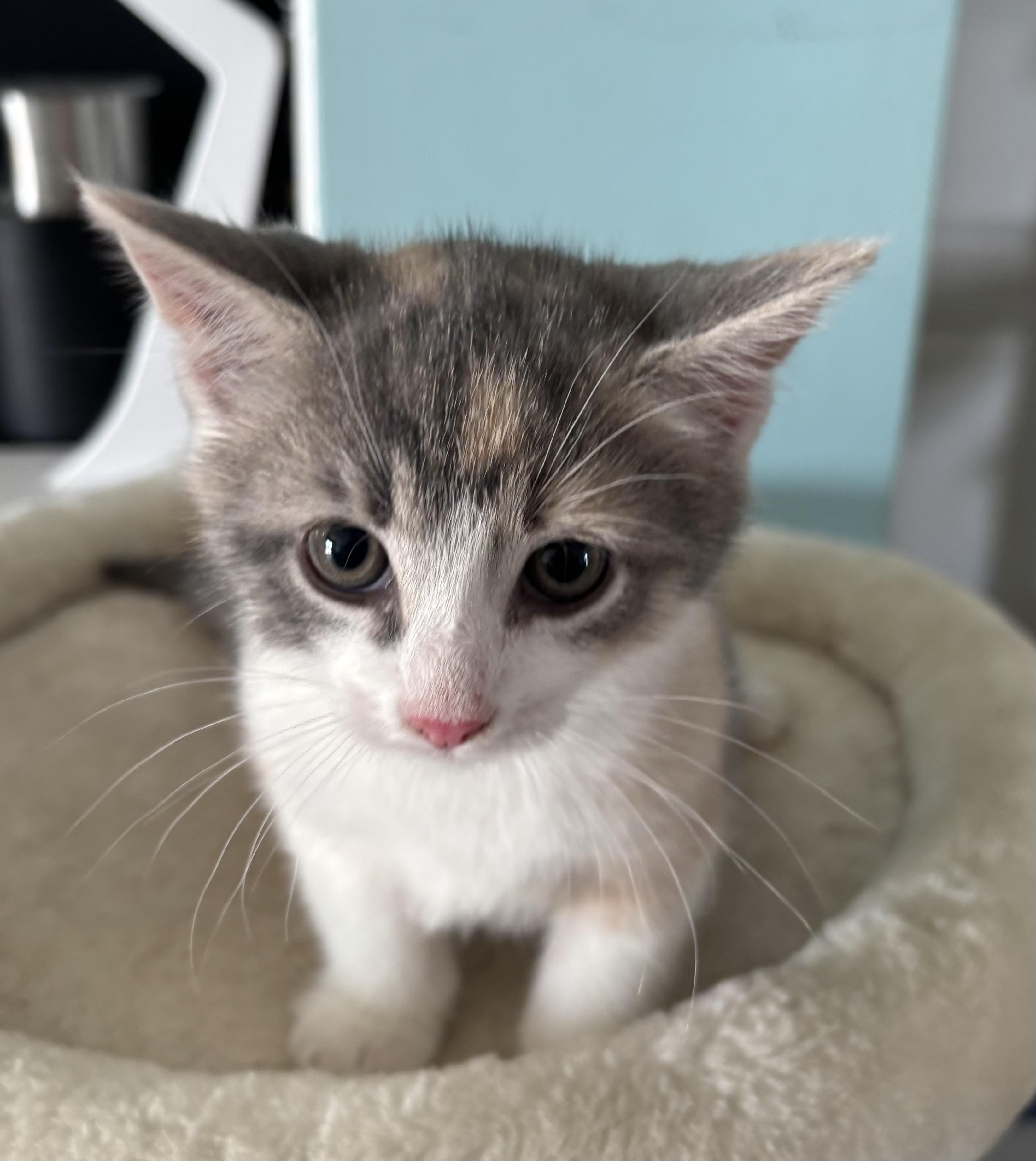 Paisley, Adoptable, Kitten Female Domestic Short Hair.