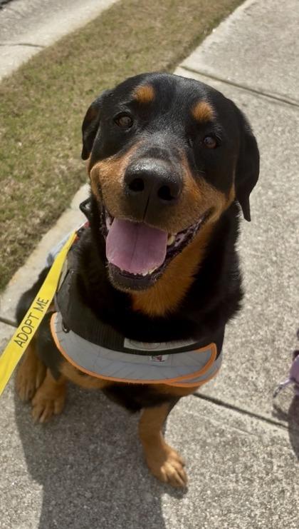 Dominic, Adoptable, Adult Male Rottweiler & Mixed Breed.