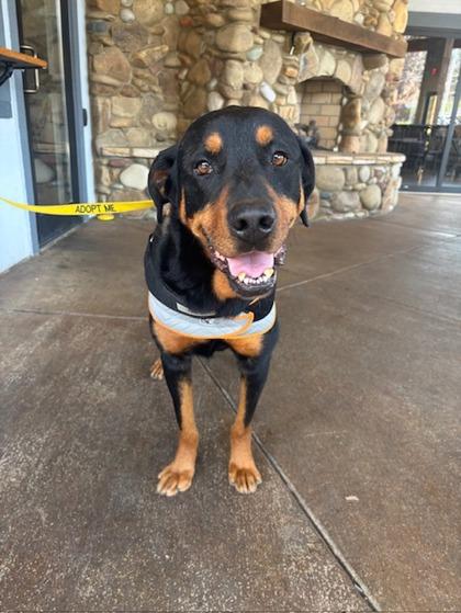 Enlarge Dominic, a Adoptable mixed breed in Cumming, GA image 2/3