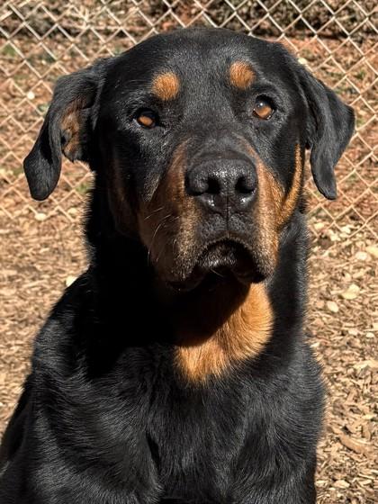 Enlarge Dominic, a Adoptable mixed breed in Cumming, GA image 3/3