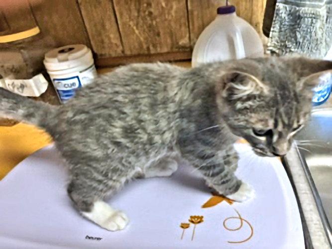 Marsh, Adopted, Kitten Male Tabby.