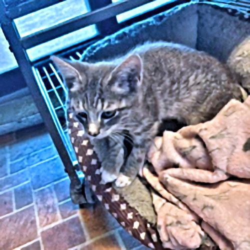 Marsh, a Adopted Tabby in Rutherfordton, NC image 2/3