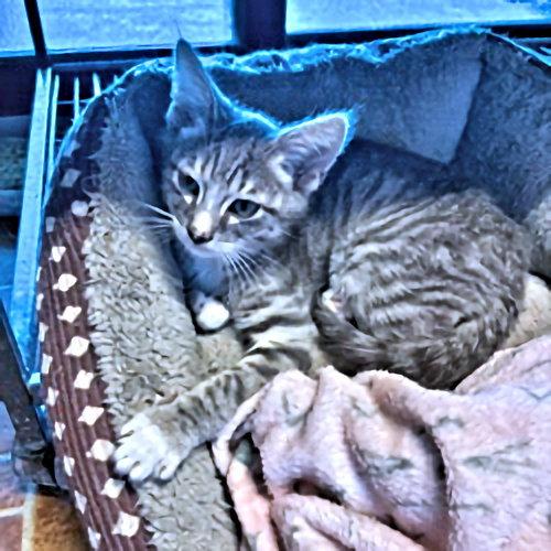 Marsh, a Adopted Tabby in Rutherfordton, NC image 3/3