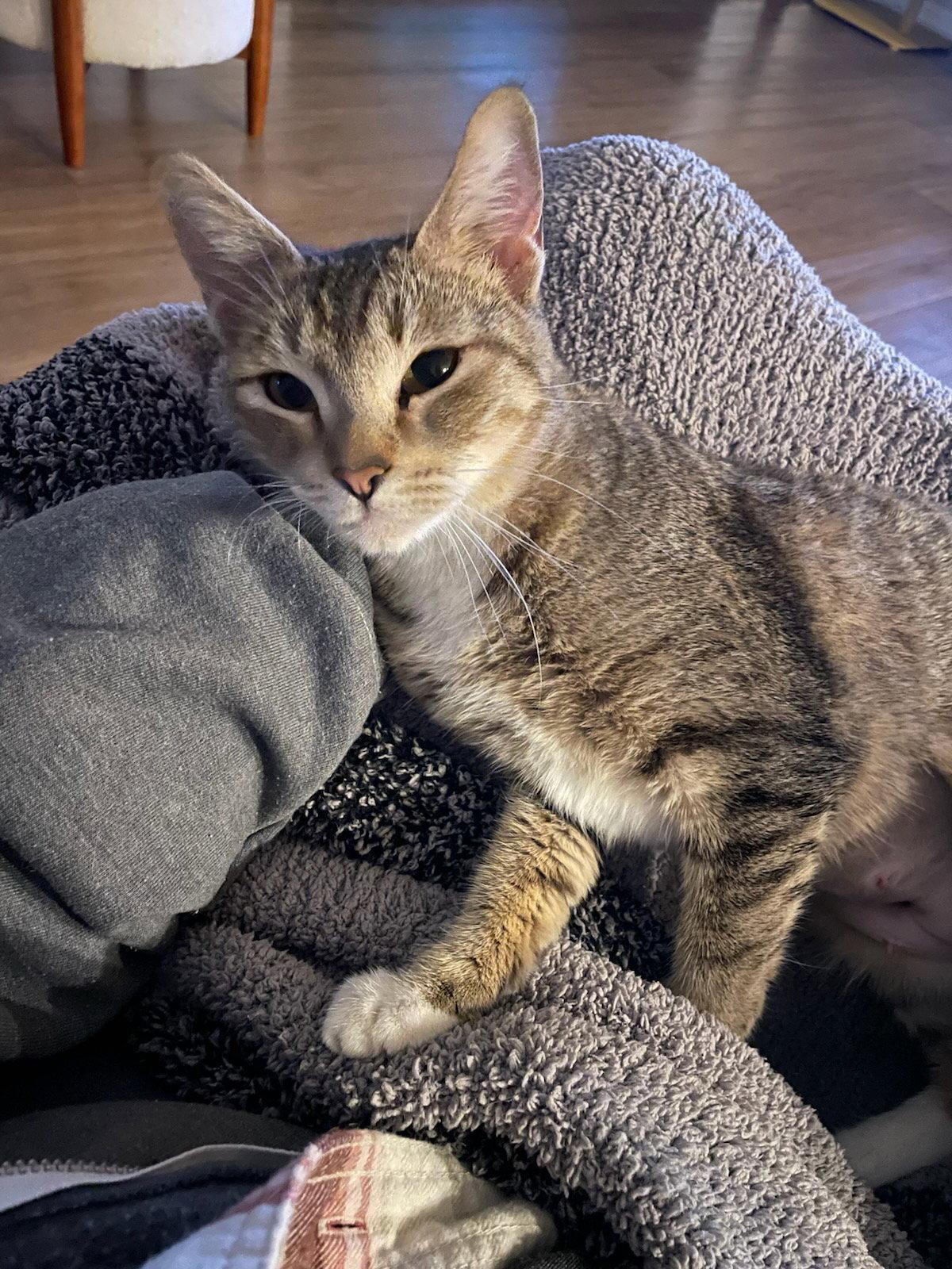 Noelle, Adoptable, Young Female Domestic Short Hair.