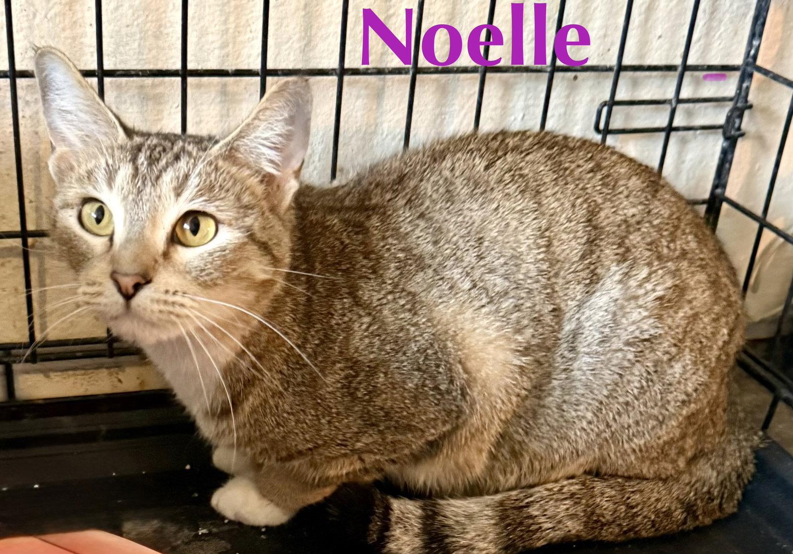 Enlarge Noelle, a Adoptable Domestic Short Hair in Glendale, AZ image 2/3