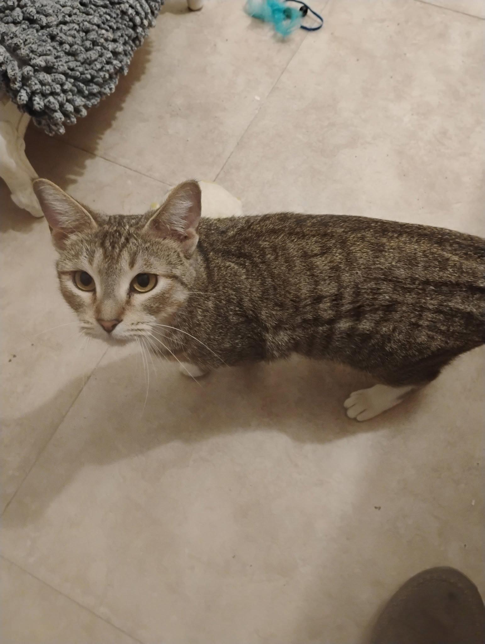 Enlarge Noelle, a Adoptable Domestic Short Hair in Glendale, AZ image 3/3