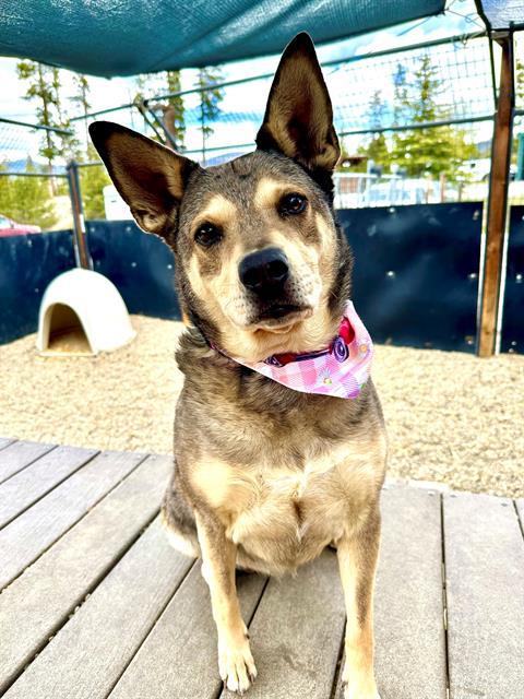 LILO, Adoptable, Adult Female Australian Cattle Dog / Blue Heeler.