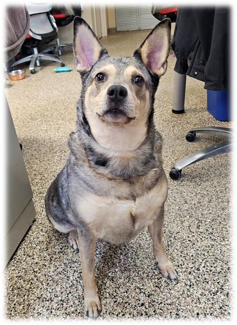 LILO, Adoptable, Adult Female Australian Cattle Dog / Blue Heeler.