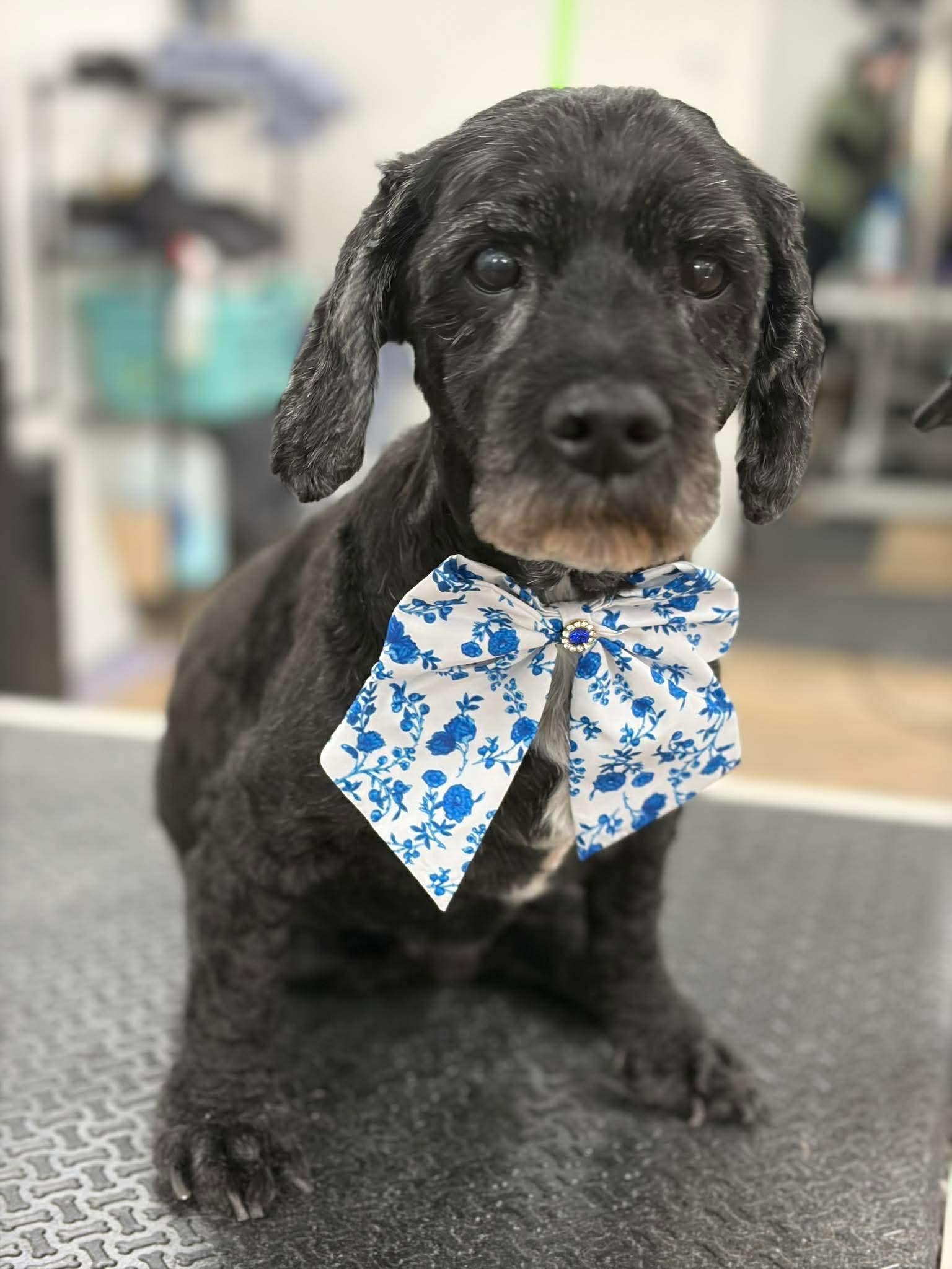 Enlarge Hunter, a ADOPTABLE mixed breed in De Pere, WI image 1/6