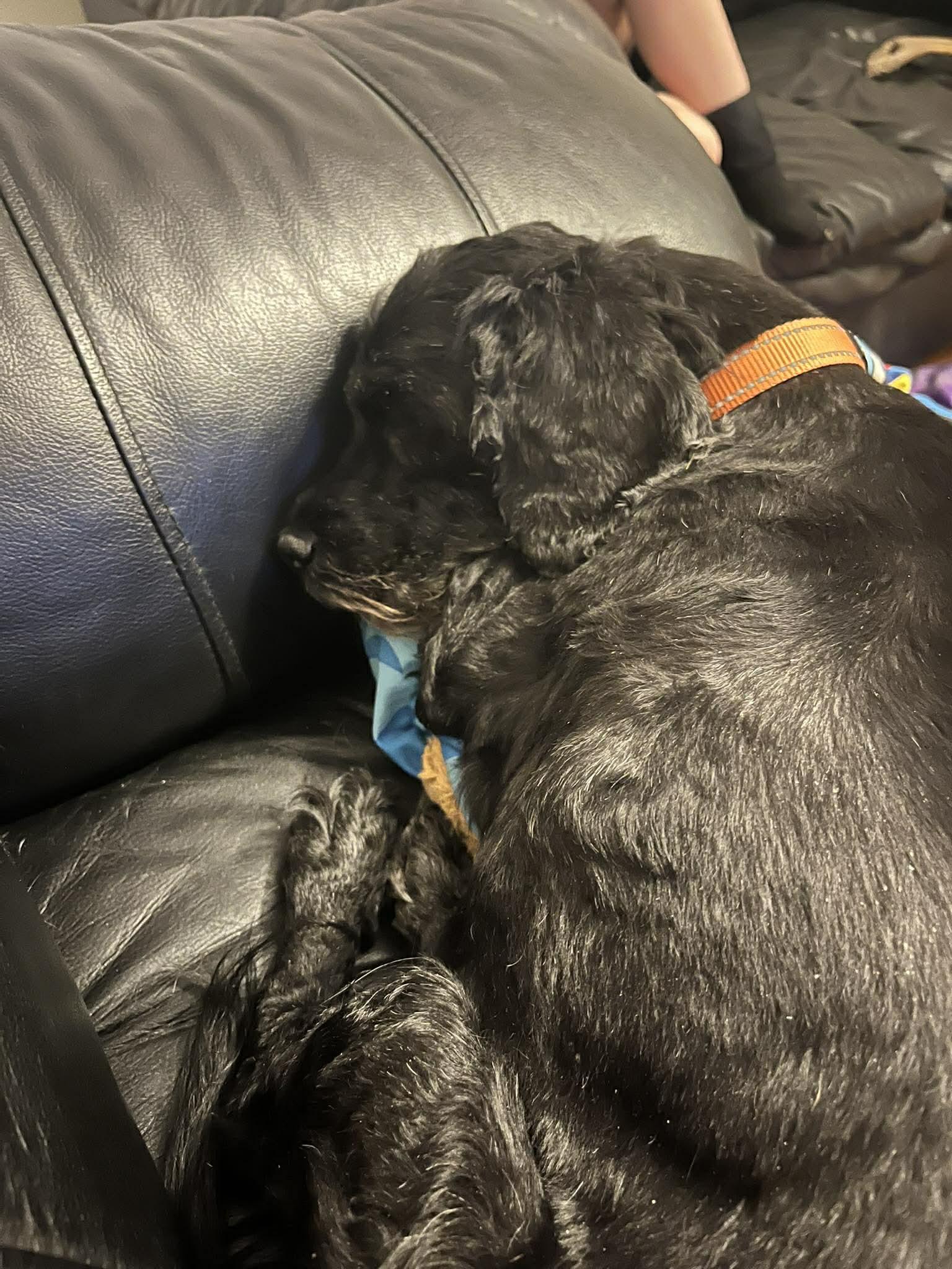 Enlarge Hunter, a ADOPTABLE mixed breed in De Pere, WI image 2/6