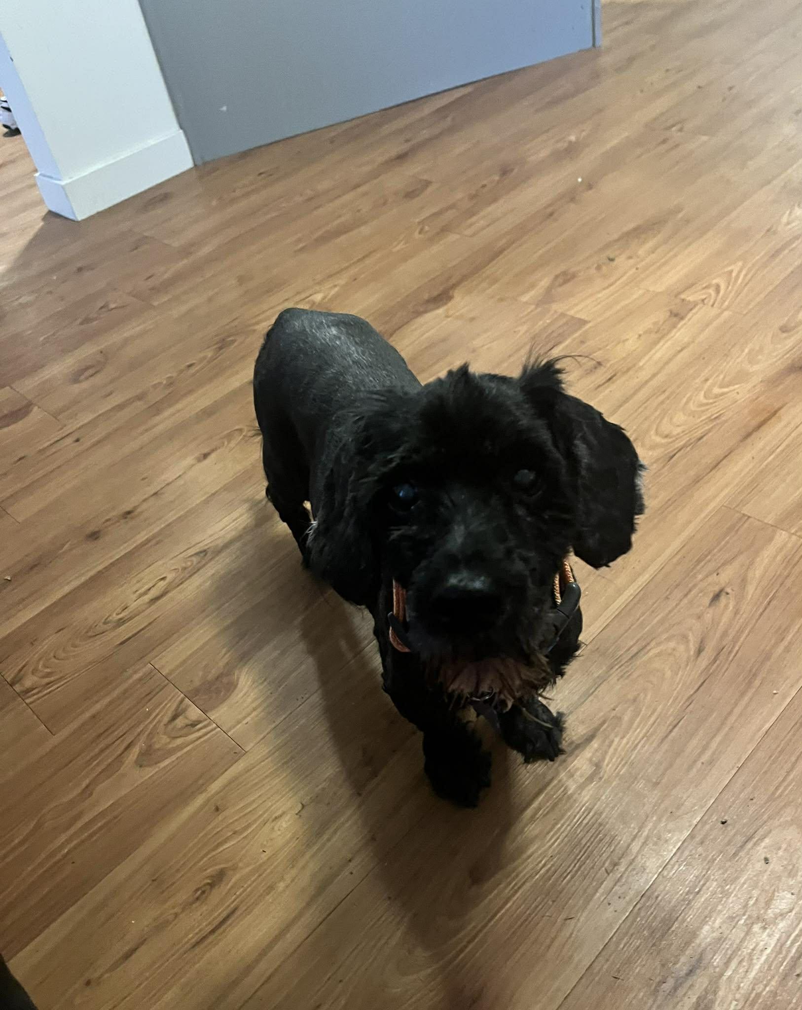 Enlarge Hunter, a ADOPTABLE mixed breed in De Pere, WI image 3/6