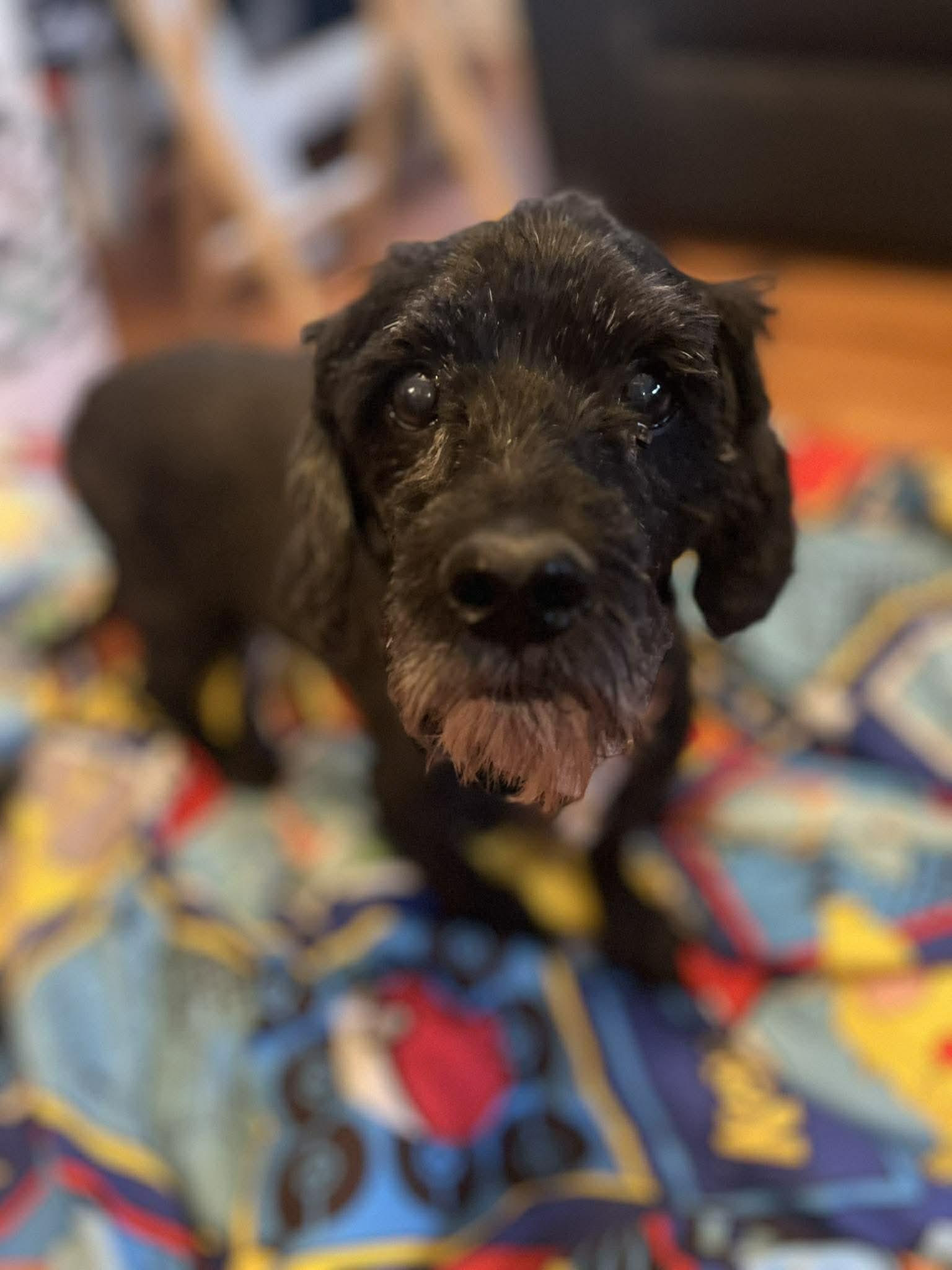 Enlarge Hunter, a ADOPTABLE mixed breed in De Pere, WI image 4/6