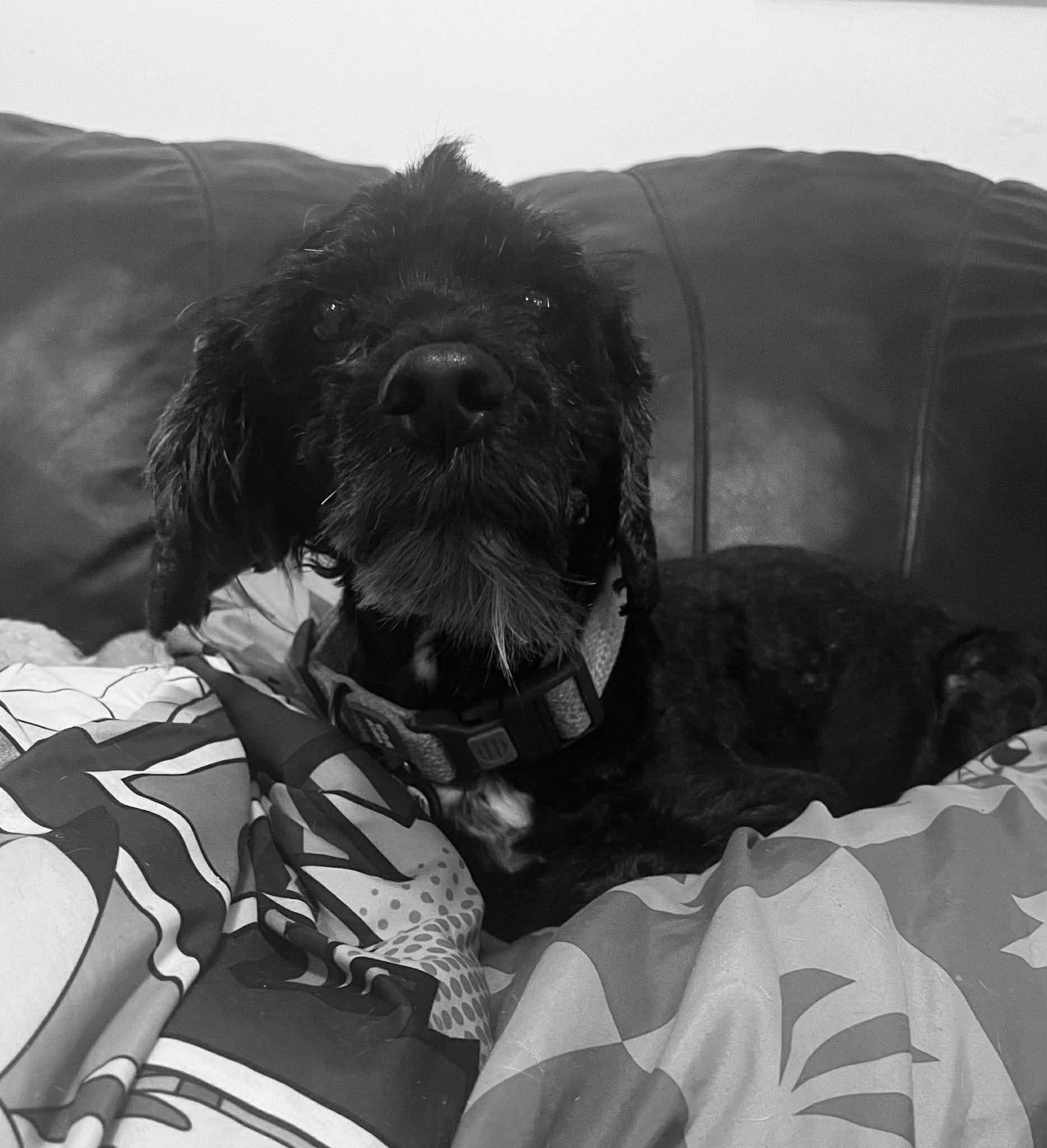 Enlarge Hunter, a ADOPTABLE mixed breed in De Pere, WI image 6/6