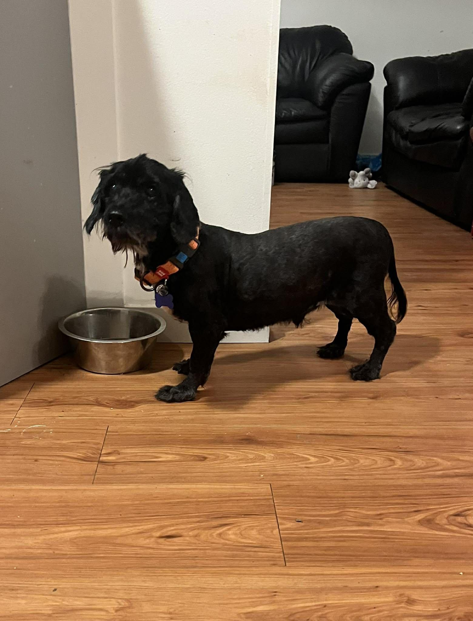 Enlarge Hunter, a ADOPTABLE mixed breed in De Pere, WI image 5/6