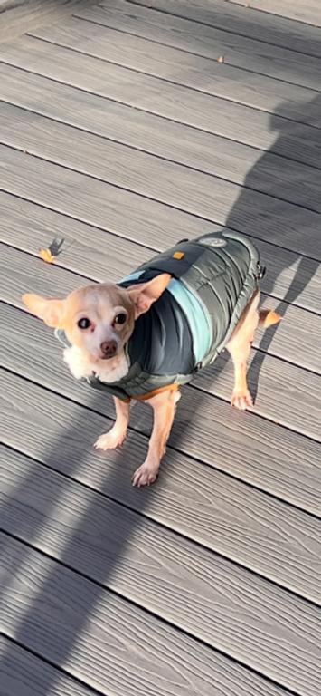 Enlarge Millie, an adoptable Chihuahua in Calgary, AB image 1/4