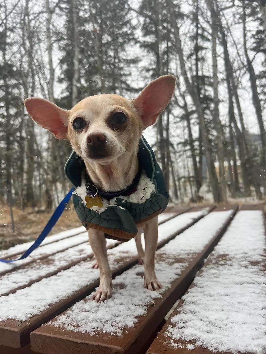 Enlarge Millie, an adoptable Chihuahua in Calgary, AB image 2/4