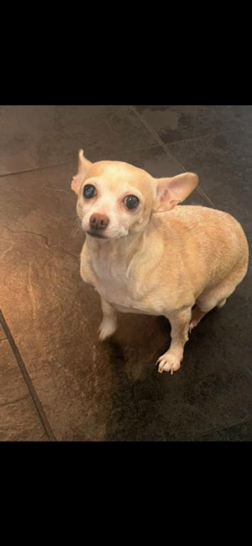 Enlarge Millie, an adoptable Chihuahua in Calgary, AB image 3/4