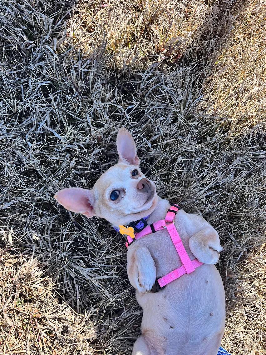 Enlarge Millie, an adoptable Chihuahua in Calgary, AB image 4/4