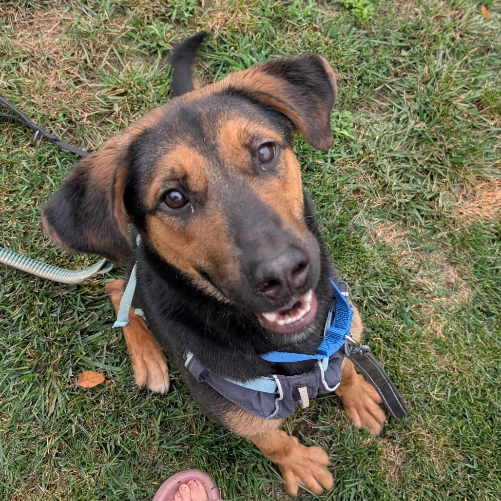 Enlarge Callie (Formerly Caledonia), a Adoptable mixed breed in Bartlett, TN image 1/5