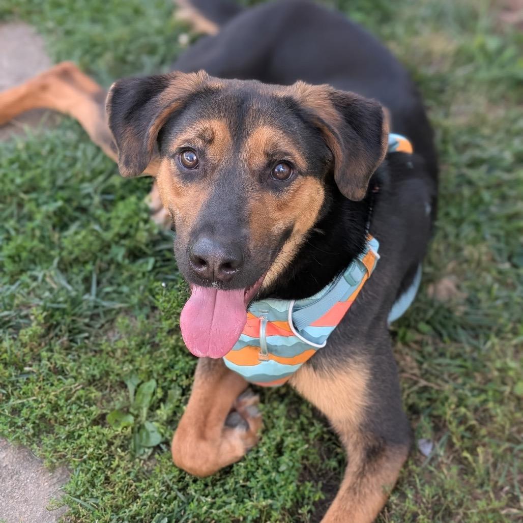 Enlarge Callie (Formerly Caledonia), a Adoptable mixed breed in Bartlett, TN image 2/5