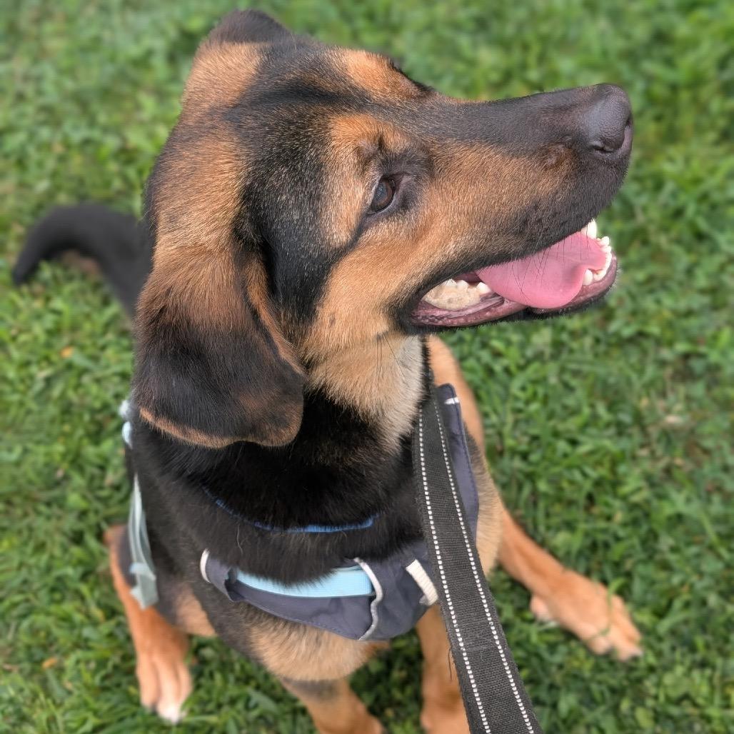 Enlarge Callie (Formerly Caledonia), a Adoptable mixed breed in Bartlett, TN image 4/5