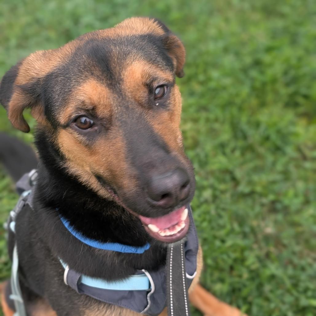 Enlarge Callie (Formerly Caledonia), a Adoptable mixed breed in Bartlett, TN image 5/5
