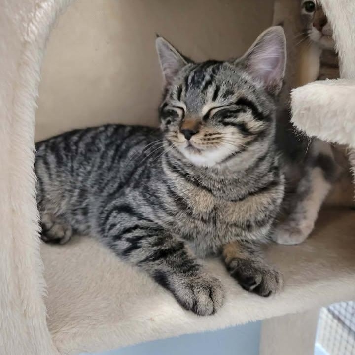 Oz, an adopted Domestic Short Hair in Mission, BC image 4/4