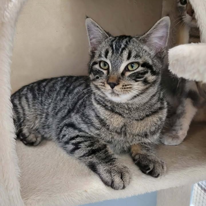 Oz, an adopted Domestic Short Hair in Mission, BC image 2/4