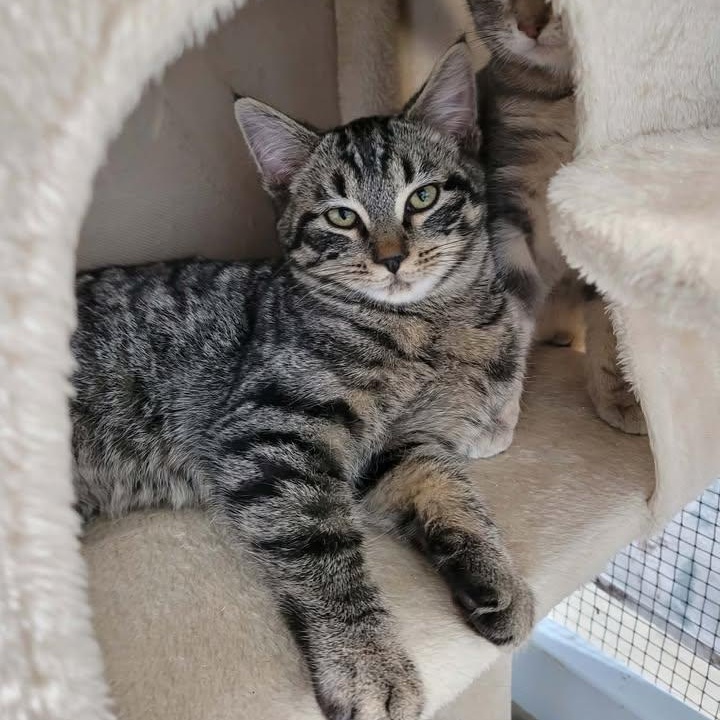 Oz, an adopted Domestic Short Hair in Mission, BC image 3/4