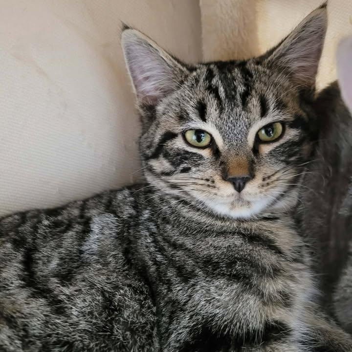 Oz, adopted, Young Male Domestic Short Hair.