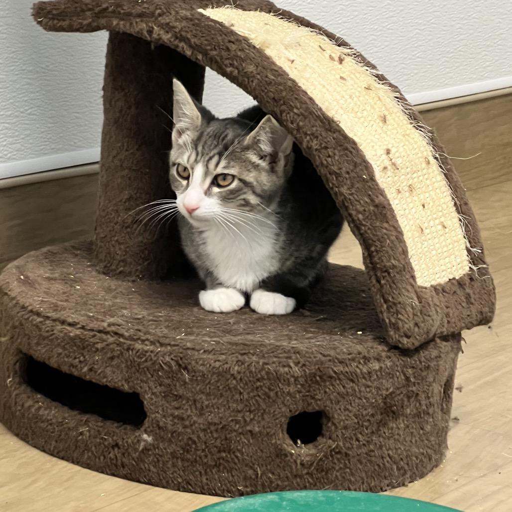 Enlarge Skye, a Adoptable Domestic Short Hair in Oneonta, NY image 2/6