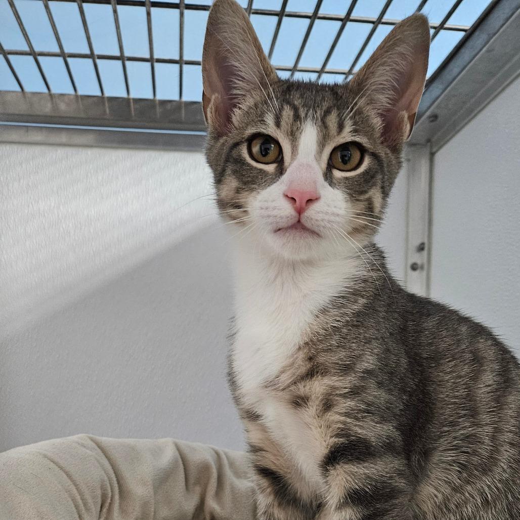 Enlarge Skye, a Adoptable Domestic Short Hair in Oneonta, NY image 3/6