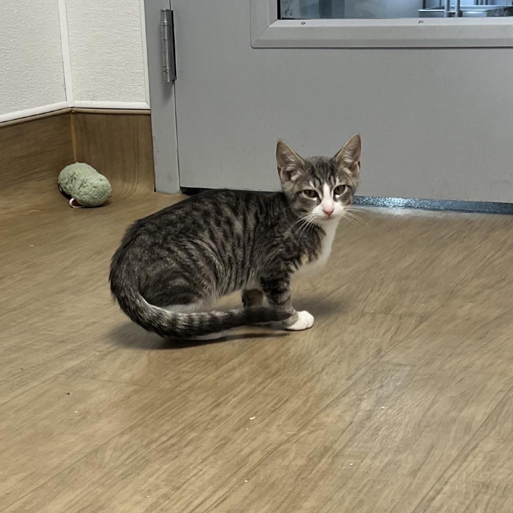 Enlarge Skye, a Adoptable Domestic Short Hair in Oneonta, NY image 4/6