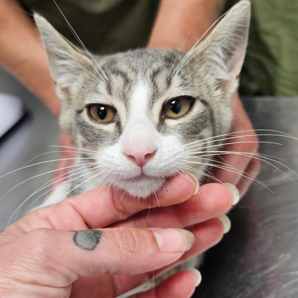 Enlarge Skye, a Adoptable Domestic Short Hair in Oneonta, NY image 5/6